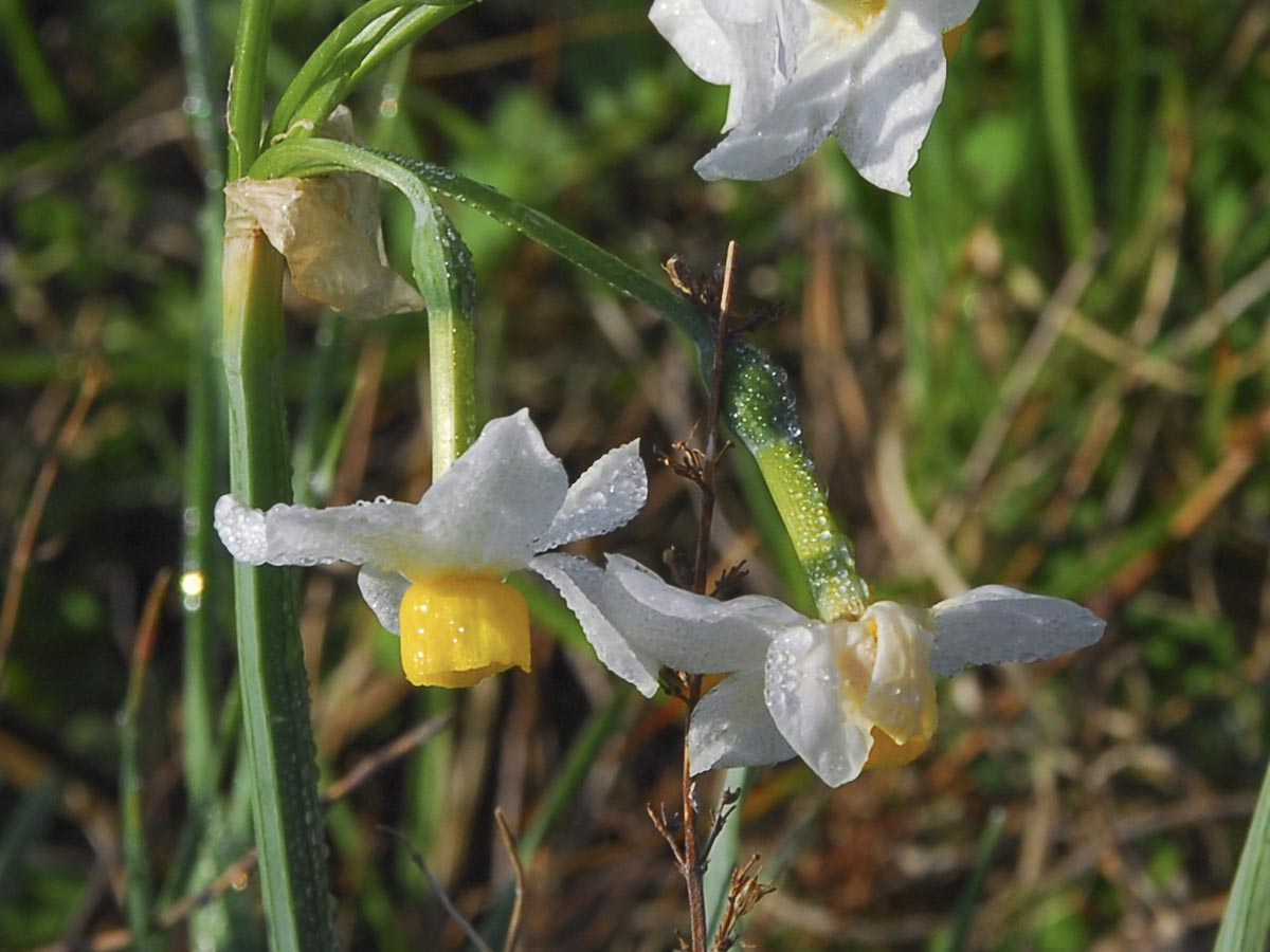 Blüten von der Seite